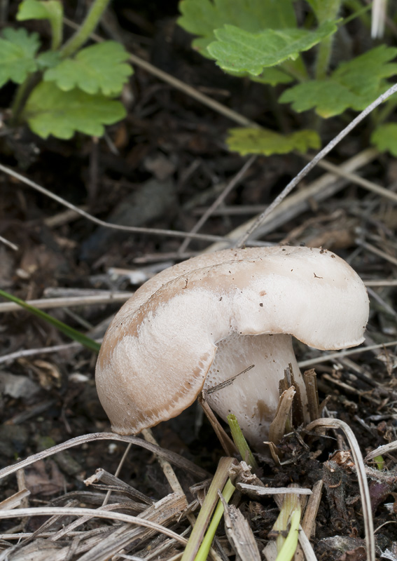 Polyporus rhizophilus